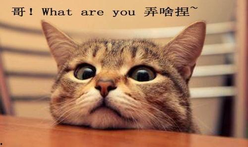 吃瓜娱乐酱社恐猫,揭秘社交恐惧的萌宠——社恐猫的日常生活